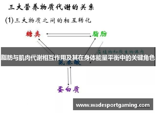 脂肪与肌肉代谢相互作用及其在身体能量平衡中的关键角色