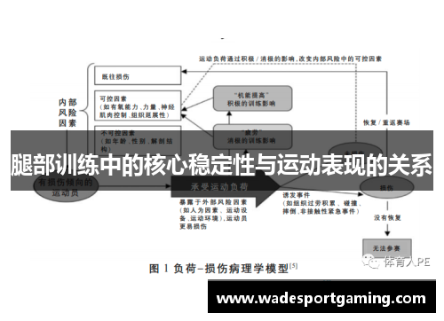 腿部训练中的核心稳定性与运动表现的关系